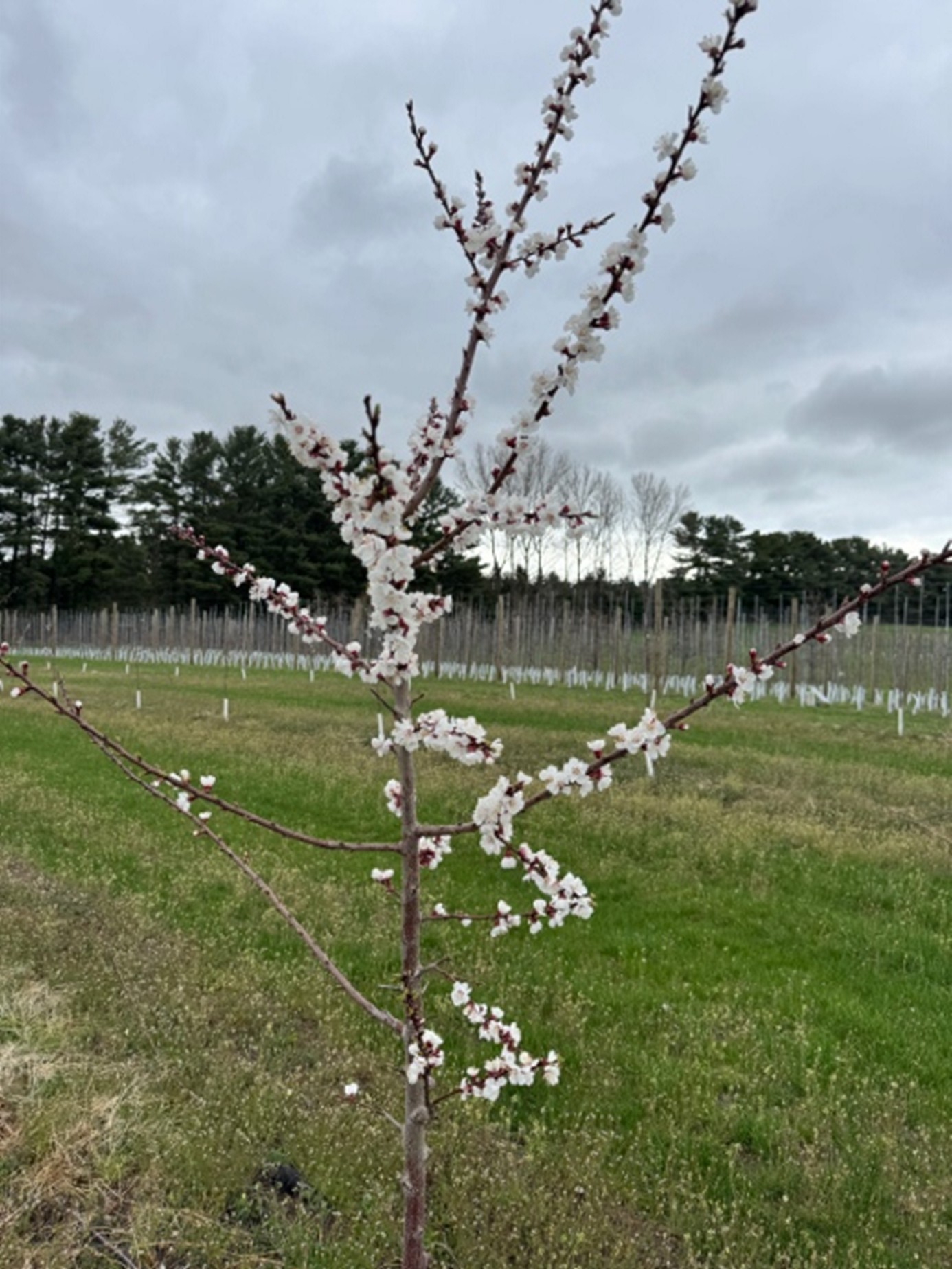 An apricot tree blooming with white flower buds.